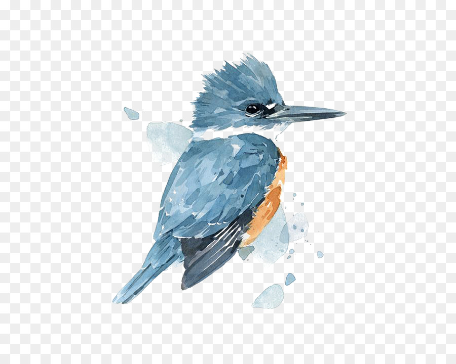 900x720 Watercolor Painting Belted Kingfisher Drawing