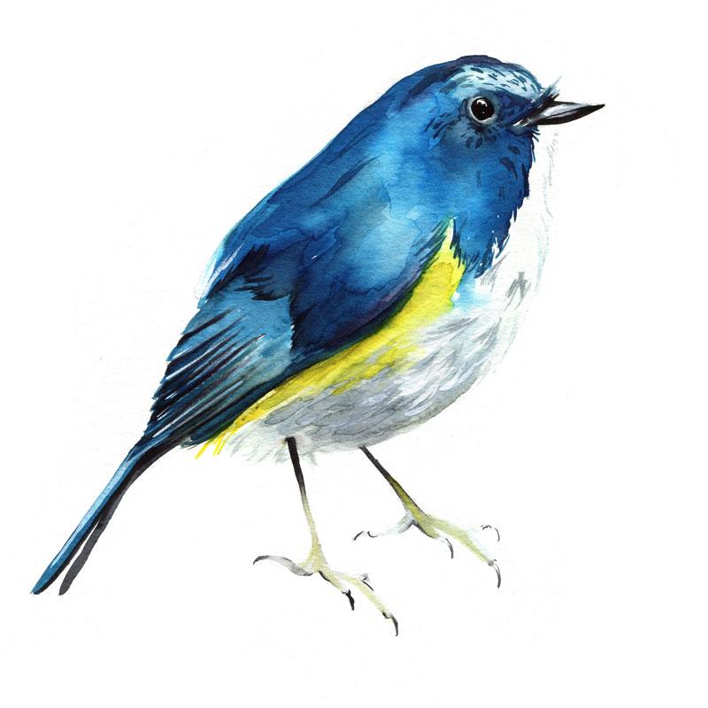 800x800 Bluebird Watercolor Paint Kit