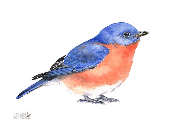 570x407 Bluebird Watercolor Painting Bird Print Of Watercolor Etsy