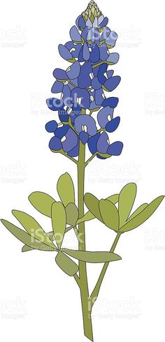 236x490 Flowers Clipart Bluebonnet ~ Frames ~ Illustrations ~ Hd Images