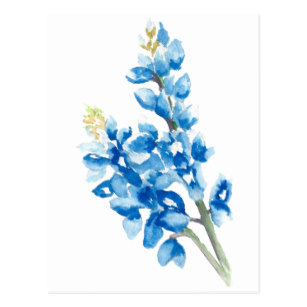 307x307 Texas Bluebonnet Postcards Zazzle