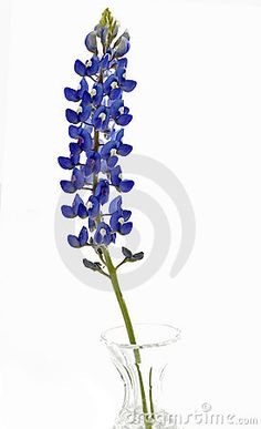 236x387 Bluebonnet Watercolor Clip Art ~ Illustrations ~ Creative Market