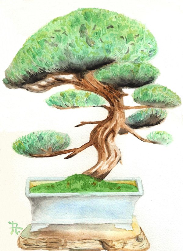 600x826 Bonsai Watercolor By Drianis