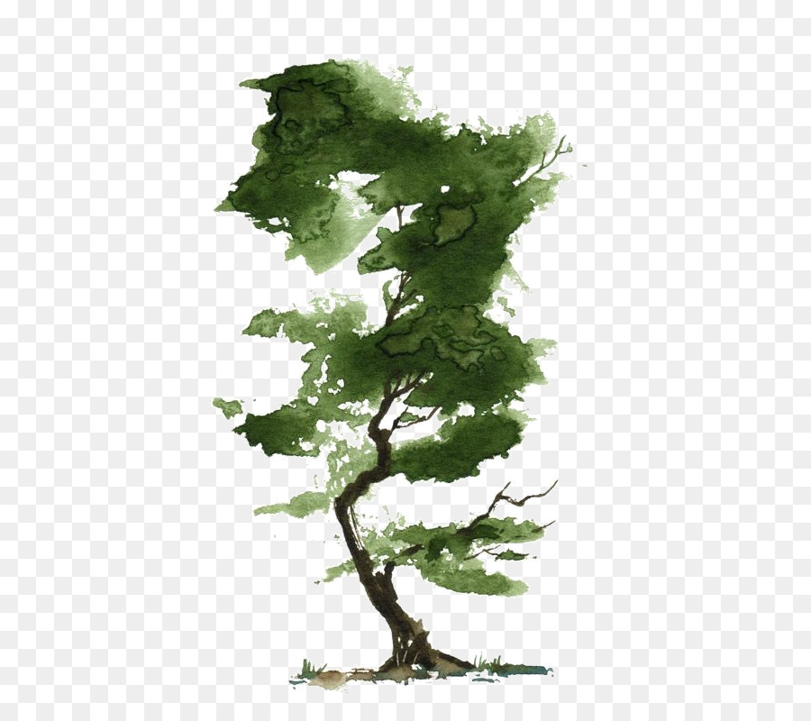900x800 Watercolor Painting Tree Bonsai Art