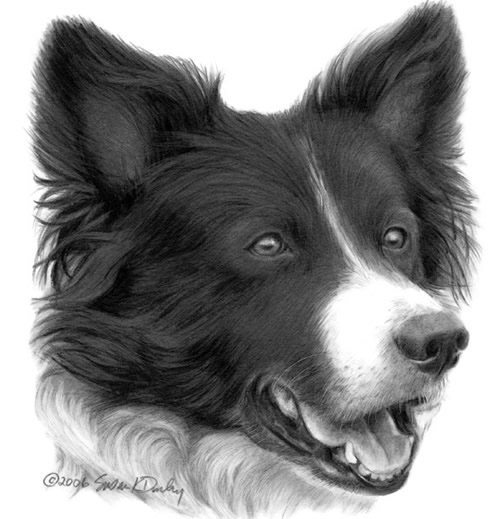 500x519 Border Collie Portrait