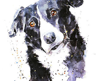 340x270 Collie Watercolor Etsy