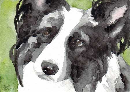 450x317 Dogs Amp Wildlife Original Border Collie Art