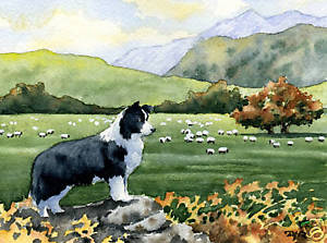 300x223 Border Collie Dog Watercolor Art Print Signed Djr Ebay