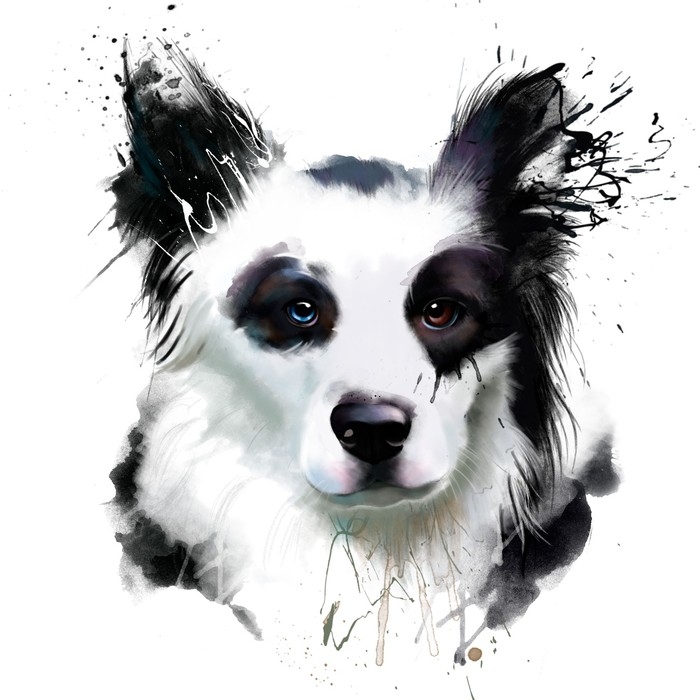 700x700 Watercolor Dog Portrait Of A Border Collie, Closeup On A White
