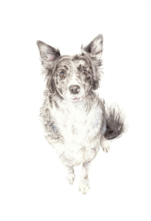 498x726 Border Collie Dog Limited Edition Print Watercolor