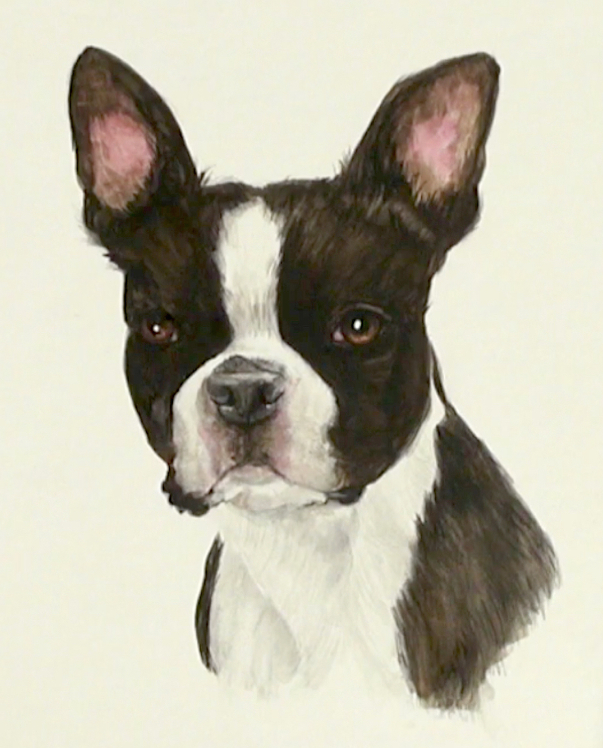 1200x1488 Boston Terrier Dog Portrait