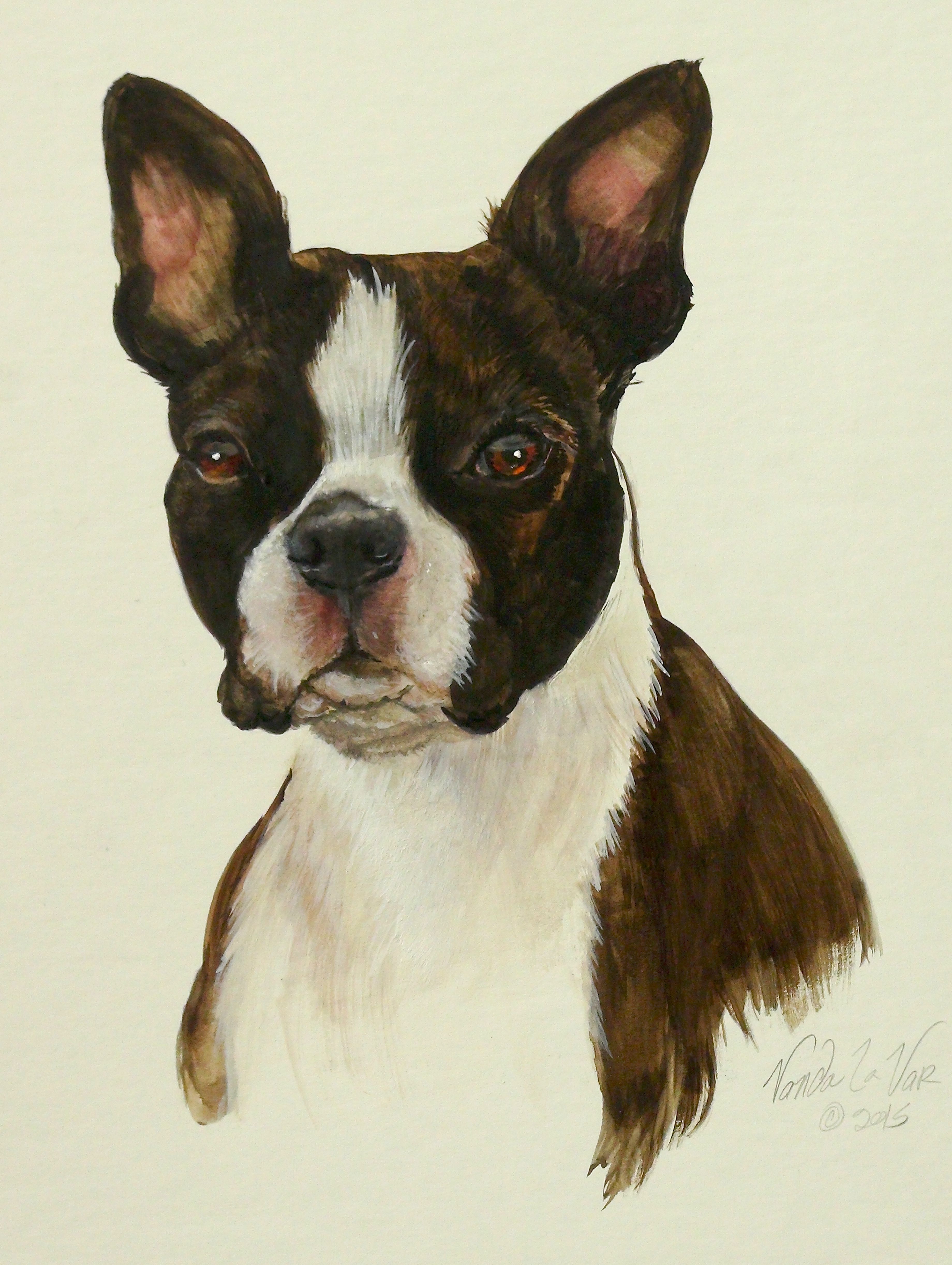 3680x4889 Boston Terrier Reference Photo Painting Dog