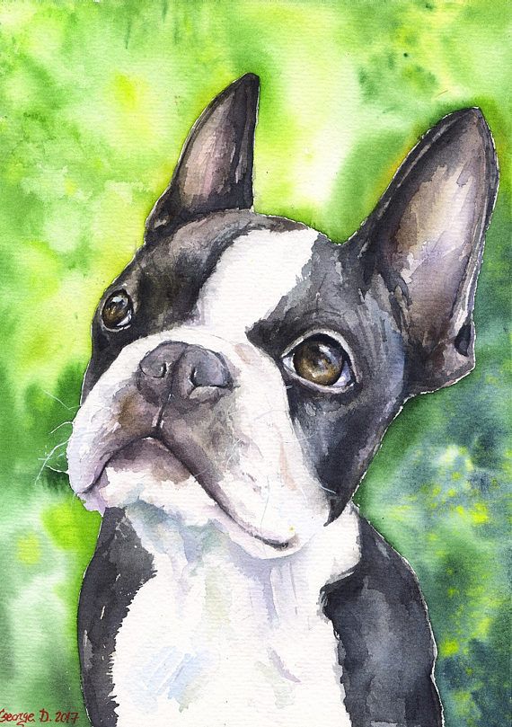 570x809 Boston Terrier Watercolor Print Of The Original Painting Art Cute