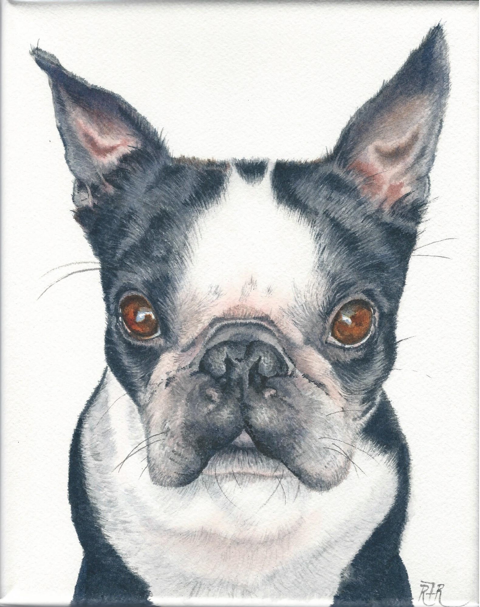 1580x1996 How To Paint A Realistic Boston Terrier In Watercolor