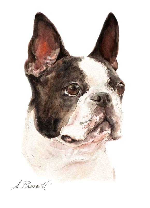 579x800 Unfurgettables Boston Terrier Painting