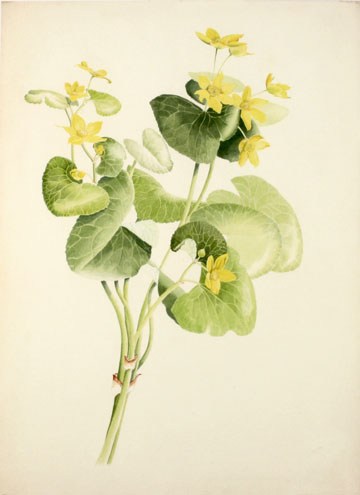 360x495 Botanical Watercolor Paintings Prints And Originals