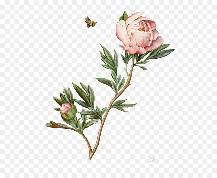 900x740 Botanical Illustration Drawing Watercolor Painting Peony