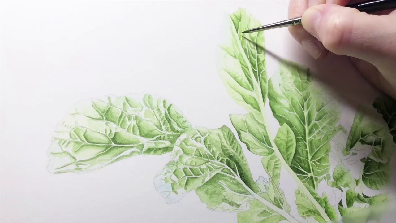 1280x720 Botanical Watercolor Timelapse Of Painting Radish Leaves