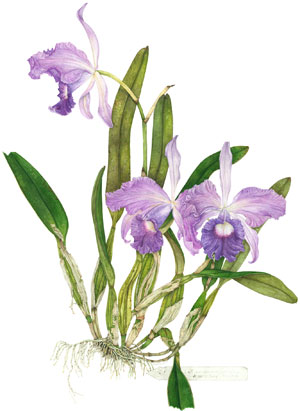 300x411 Pam Kessler Botanical Art, Paintings