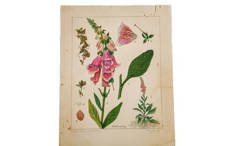 480x300 Foxglove Botanical Watercolor R.h. Greeley