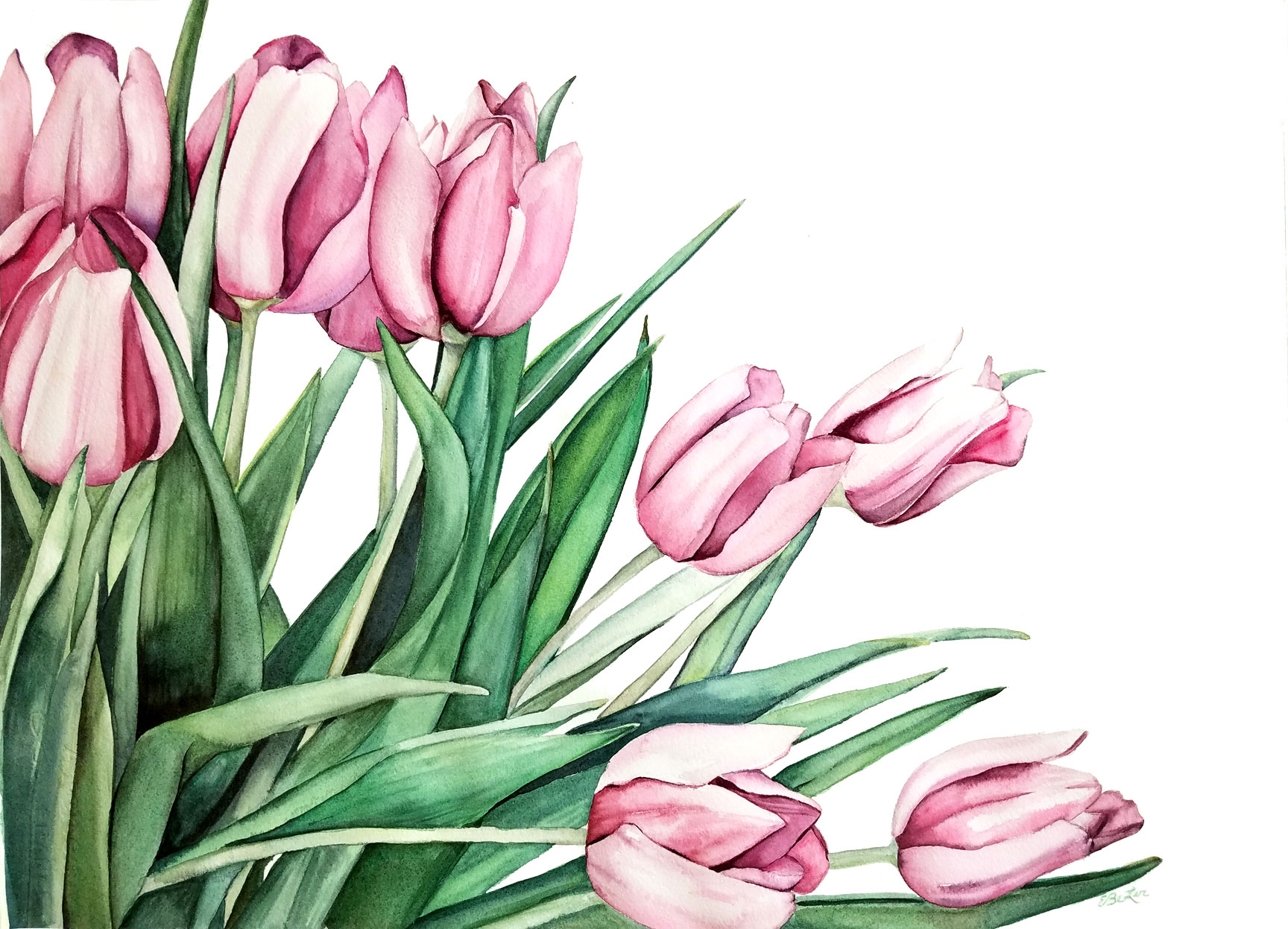 1728x1247 Pink Tulips Original Watercolor Esther Beler Wodrich