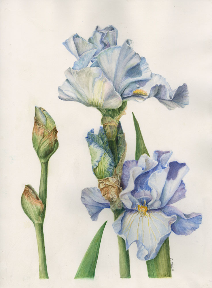 736x1000 School Of Botanical Art Amp Illustration Denver Botanic Gardens