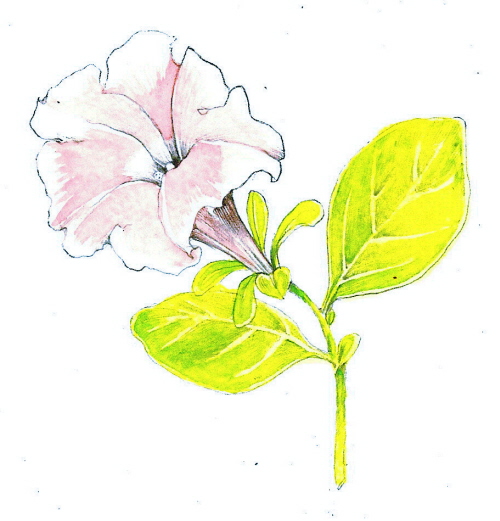 500x521 Tutorial Botanical Drawing With Pencil And Watercolor
