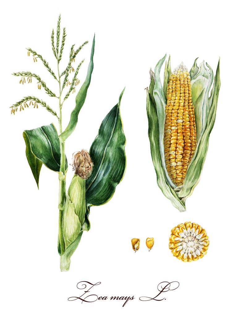 770x1045 Watercolor Botanical Illustration Corn. Painting By Varvara
