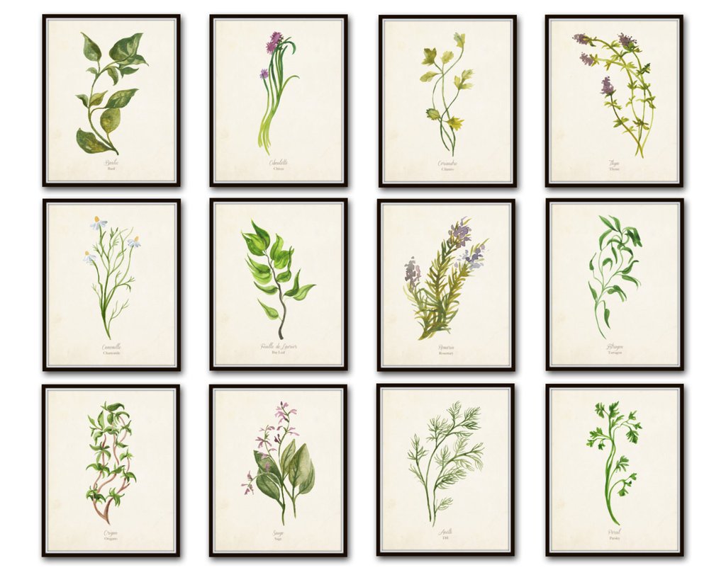 1024x805 Watercolor Herbs Botanical Print Set No.5