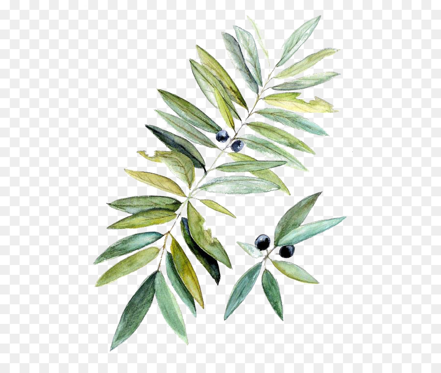 900x760 Watercolor Painting Botanical Illustration Leaf