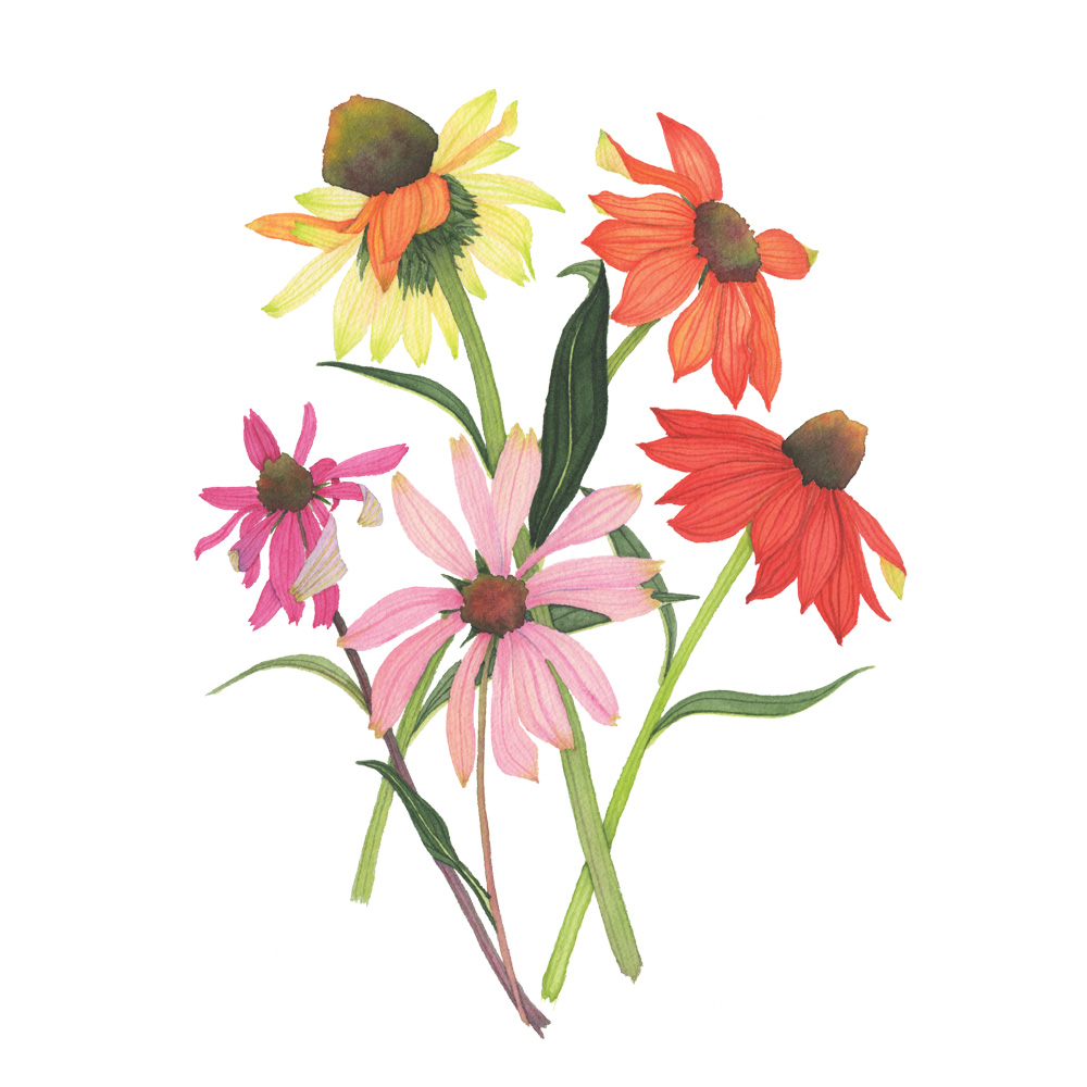 1000x1000 Coneflowers