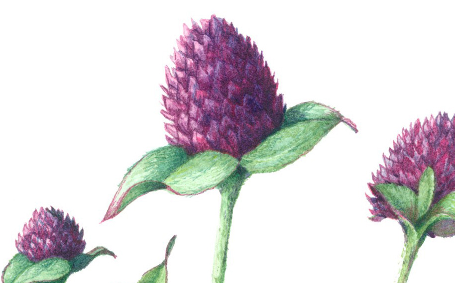 914x569 Adult Workshop Botanical Watercolor Painting The Museum Of The