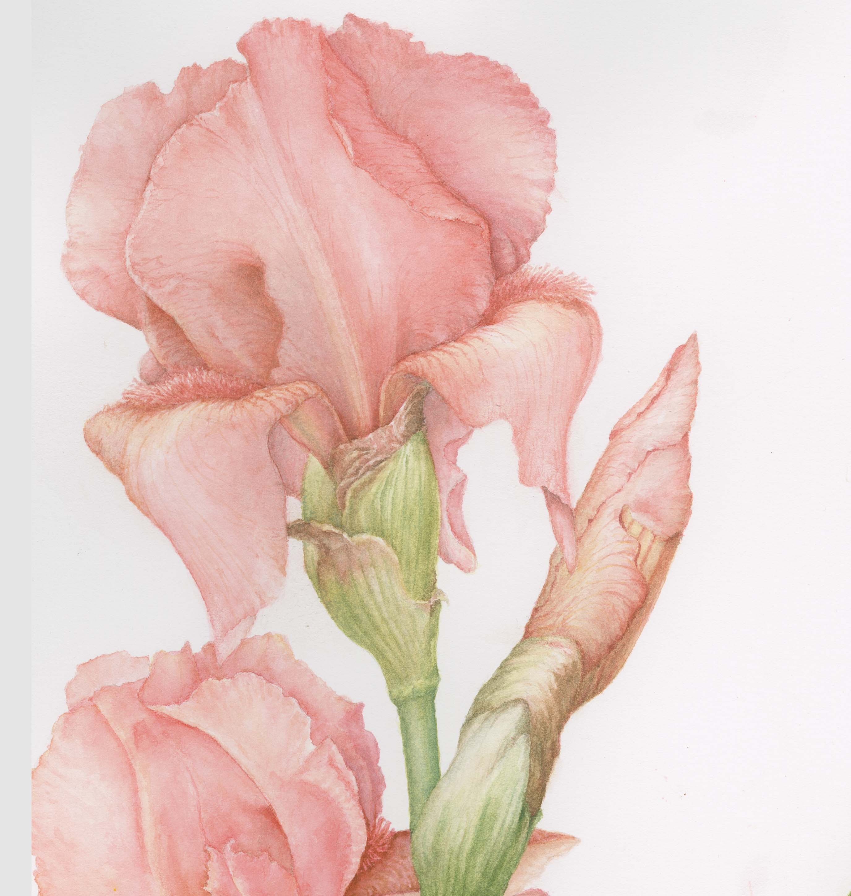 2752x2895 Botanical Illustration In Watercolor Ii Online With On Site