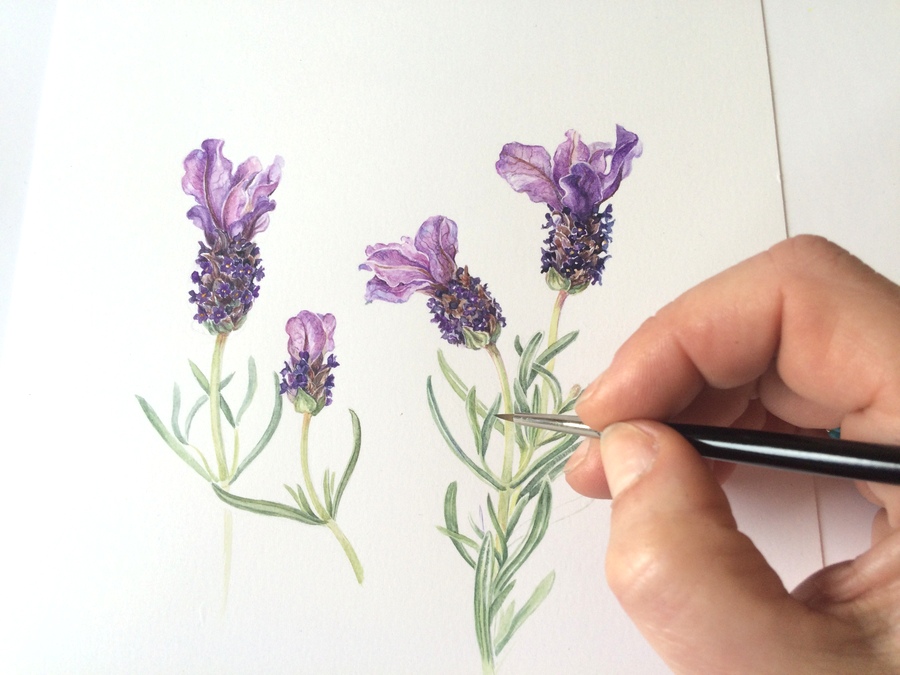900x675 Botanical Sketches And Other Stories Watercolour Paper Review