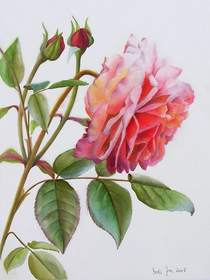 425x567 Botanical Watercolor Painting Study With White Background, Pink