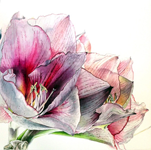 300x299 Helen Campbell Botanical Art, Paintings