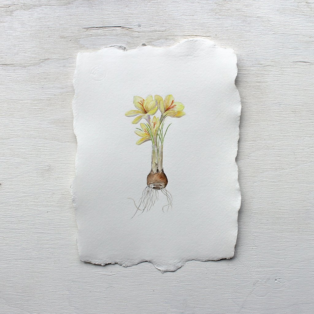 1024x1024 Crocus Bulb Watercolor Painting