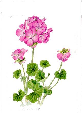 320x440 Geranium. Watercolors, Botanical Painting. Botanical
