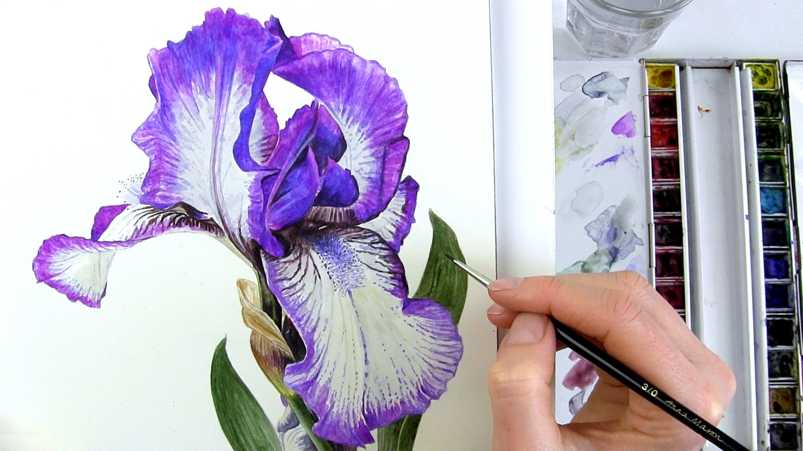 2560x1440 How To Paint Realistic Botanical Bearded Iris In Watercolour With