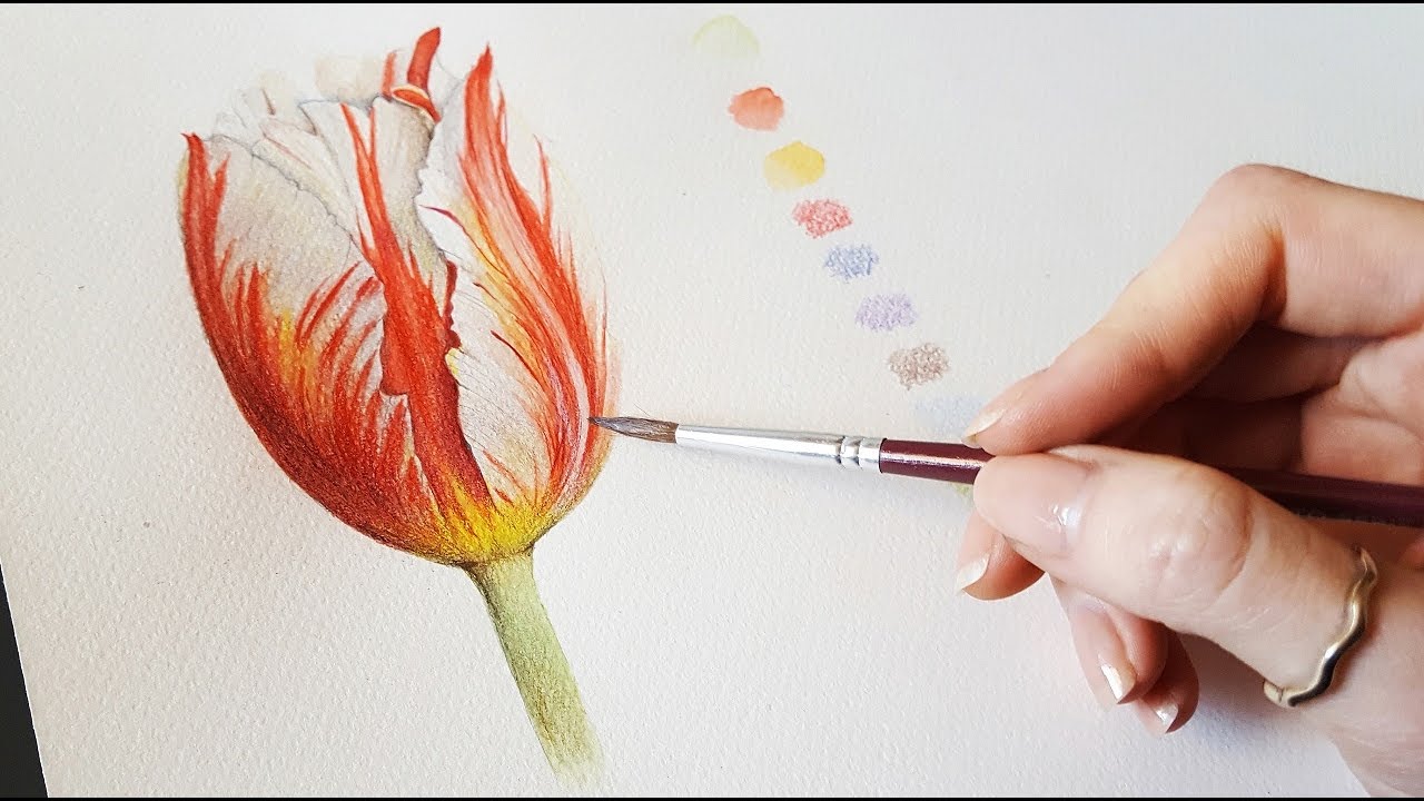 1280x720 Painting A Tulip Using Watercolourspencils Botanical