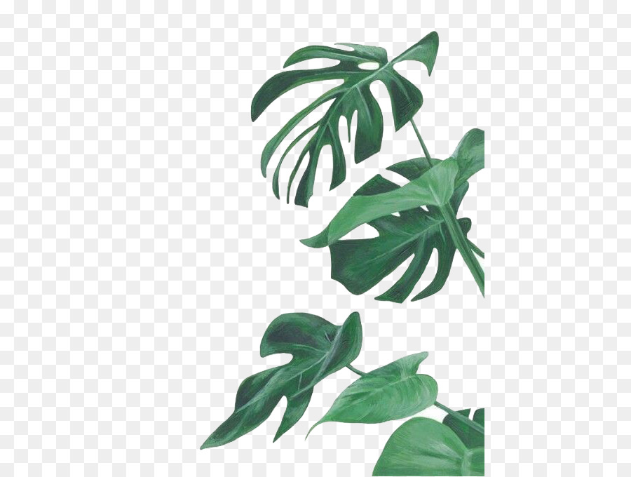 900x680 Watercolor Painting Leaf Botanical Illustration Botany