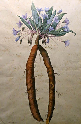 315x478 Famous Botanical Artists