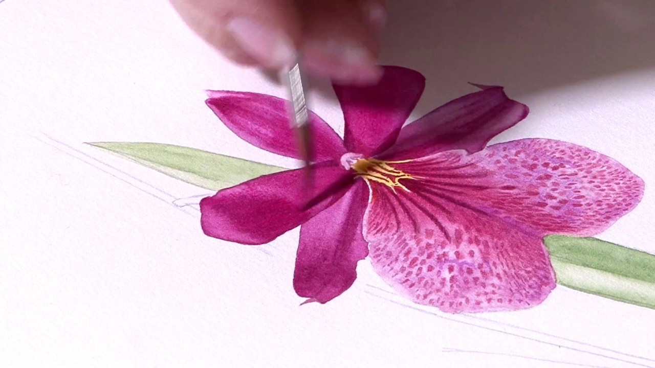 1280x720 Welcome Showell Watercolour Beautiful Botanical