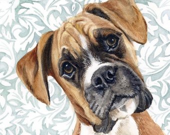 340x270 Boxer Watercolor Print Of The Original Painting Dog Warecolor