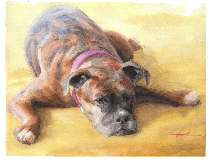 710x536 Lazy Boxer Dog Watercolor Portrait By Mike Theuer Daler Rowney