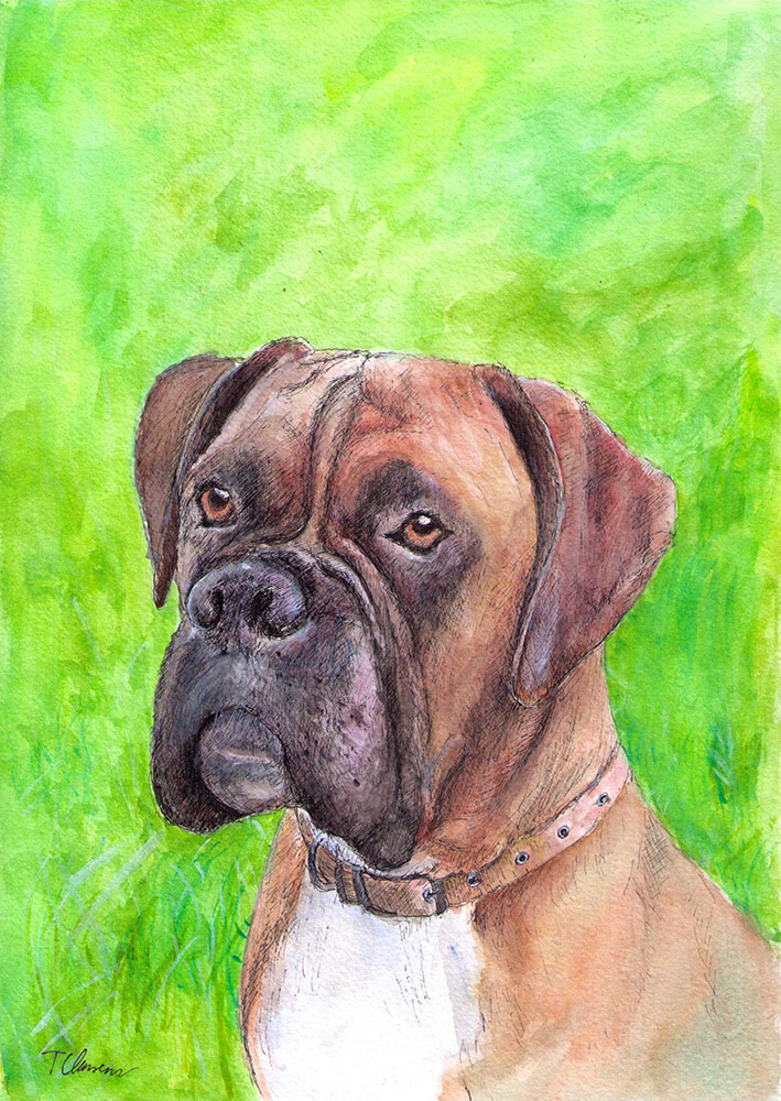 709x1000 Portrait Of A Boxer Dog Called Henry In Pen And Watercolor Pet