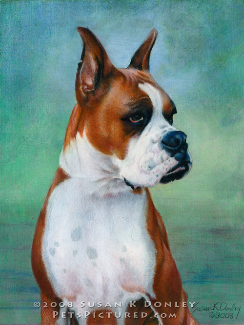 500x667 Sassy, Boxer Dog Memorial Portrait Original Watercolor And