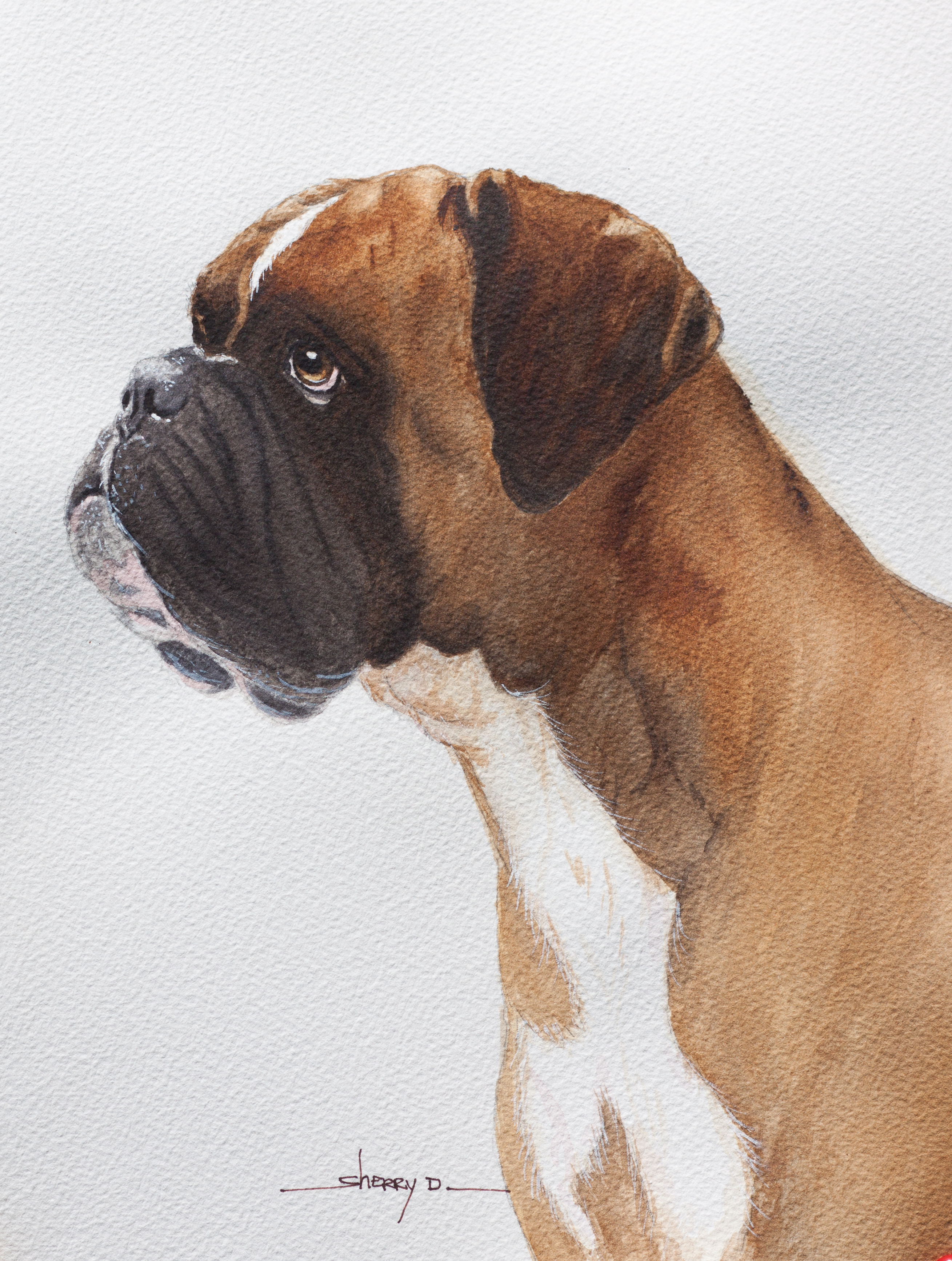 2618x3467 Boxer Pet Portraits By Sherry D