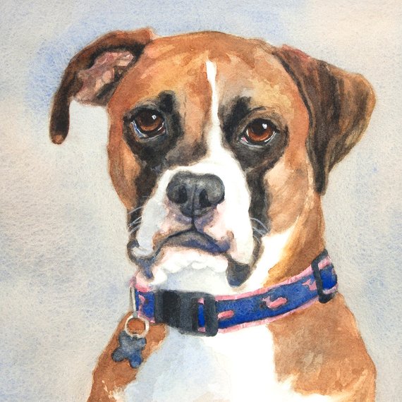 570x570 Boxer Dog Painting Boxer Watercolor Boxer Print Dog Etsy