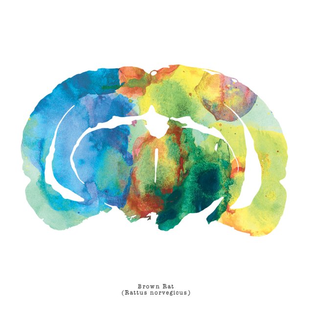 642x642 Brown Rat Brain Art Colorful 12 X 12 Watercolor Etsy